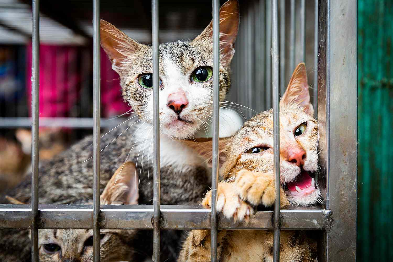 cat meat trade 2 80ebba0c25c34ad6a42bdc53f0a60e1c